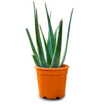 ALOEVERA الوفيرا