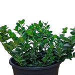 CARISSA MACROCARPA (GREEN CARPET) كاريسا زاحف