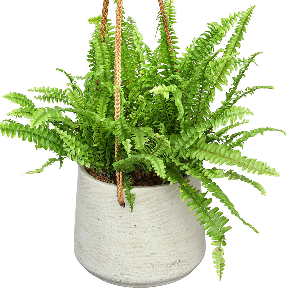 NEPHROLEPIS IN BEIGE HANGING POT - نيفروليبس في حوض معلق باللون البيج