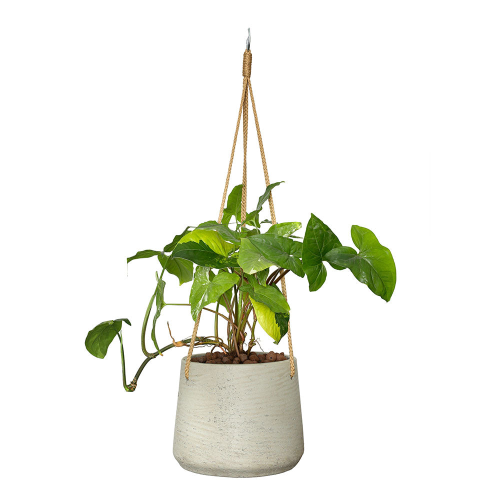 SYNGONIUM TRI COLOR IN BEIGE HANGING POT - سينجونيوم ثلاثي الألوان في حوض معلق