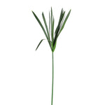PRESERVED PAPYRUS BRANCH
