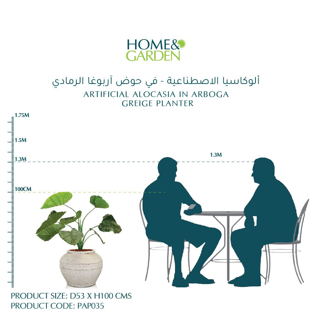 ألوكاسيا الاصطناعية - في حوض آربوغا الرمادي