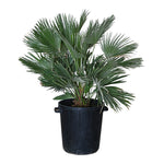 CHAMAEROPS HUMILIS - COMPACTA نخيل شاميروبس مكبس