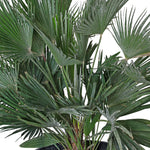 CHAMAEROPS HUMILIS - COMPACTA نخيل شاميروبس مكبس