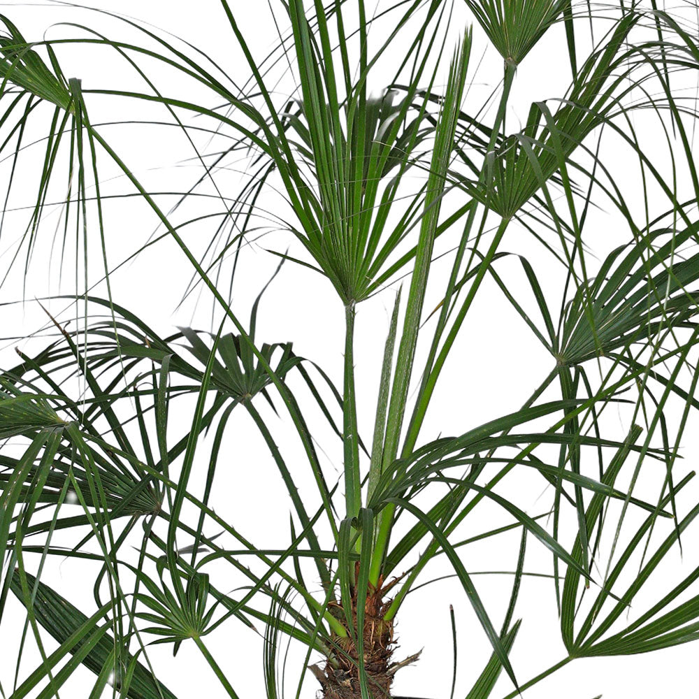 CHAMAEROPS HUMILIS - COMPACTA نخيل شاميروبس مكبس