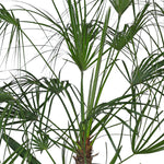 CHAMAEROPS HUMILIS - COMPACTA نخيل شاميروبس مكبس