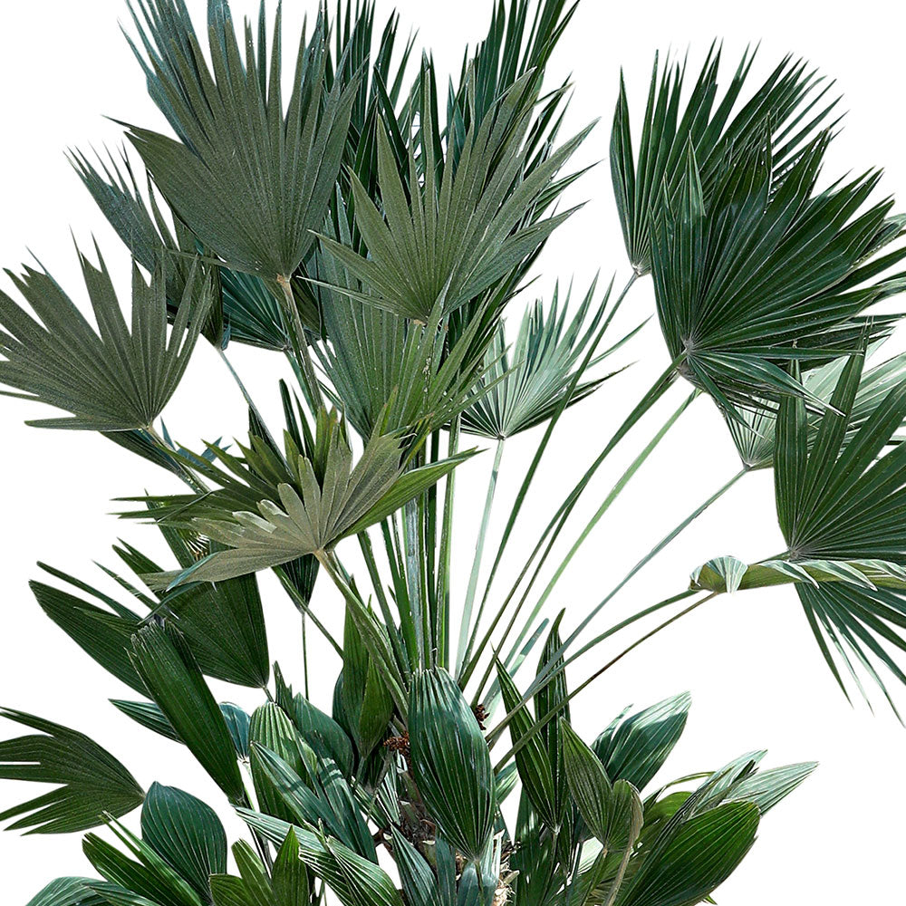 CHAMAEROPS HUMILIS - COMPACTA نخيل شاميروبس مكبس