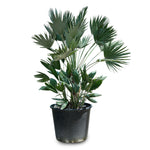 CHAMAEROPS HUMILIS - COMPACTA نخيل شاميروبس مكبس