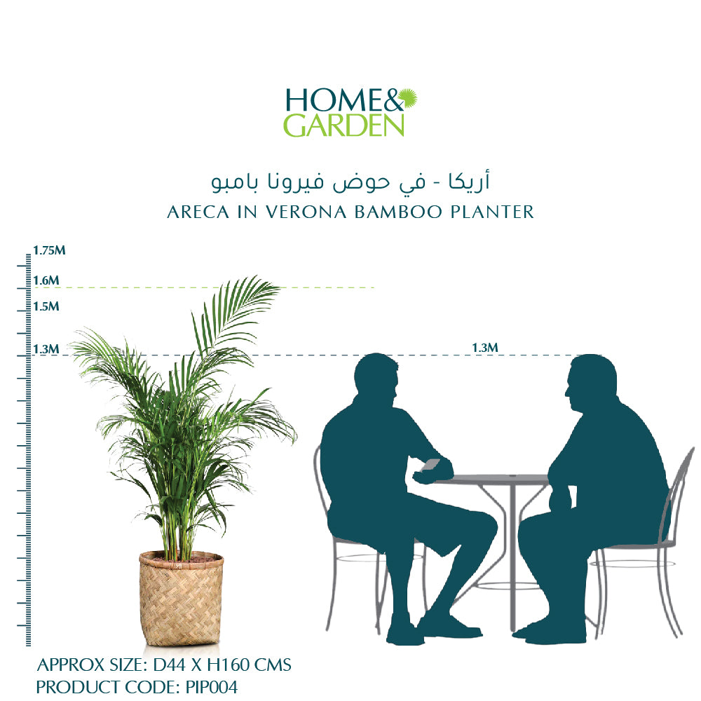 ARECA IN VERONA BAMBOO PLANTER - أريكا - في حوض فيرونا بامبو