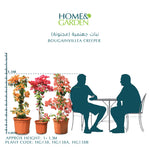 BOUGAINVILLEA ROMA 1 METER [جهنمية [مجنونة