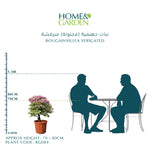 BOUGAINVILLEA ROMA 70- 80CM نبات جهنمية {مجنونة} مبرقشة