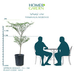 TERMINALIA MANTALY 1-1.5 MTR ترميناليا