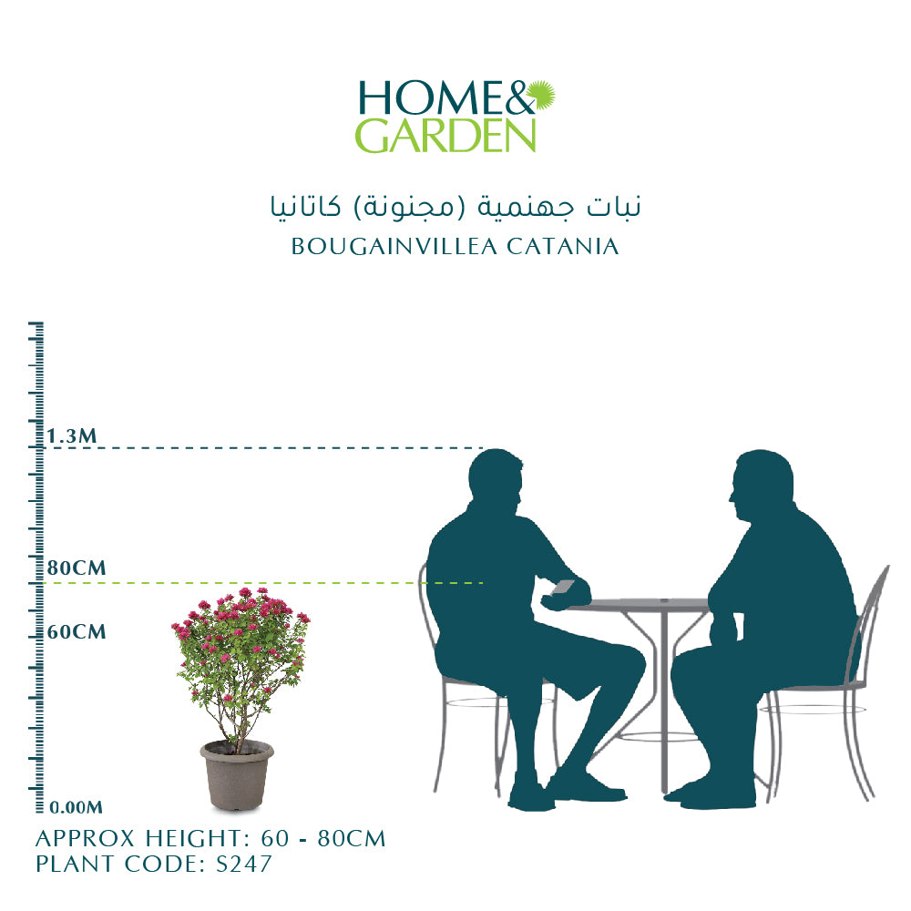 BOUGAINVILLEA CATANIA H75CM جهنمية (مجنونة) كاتانيا