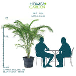 ARECA PALM B أريكا