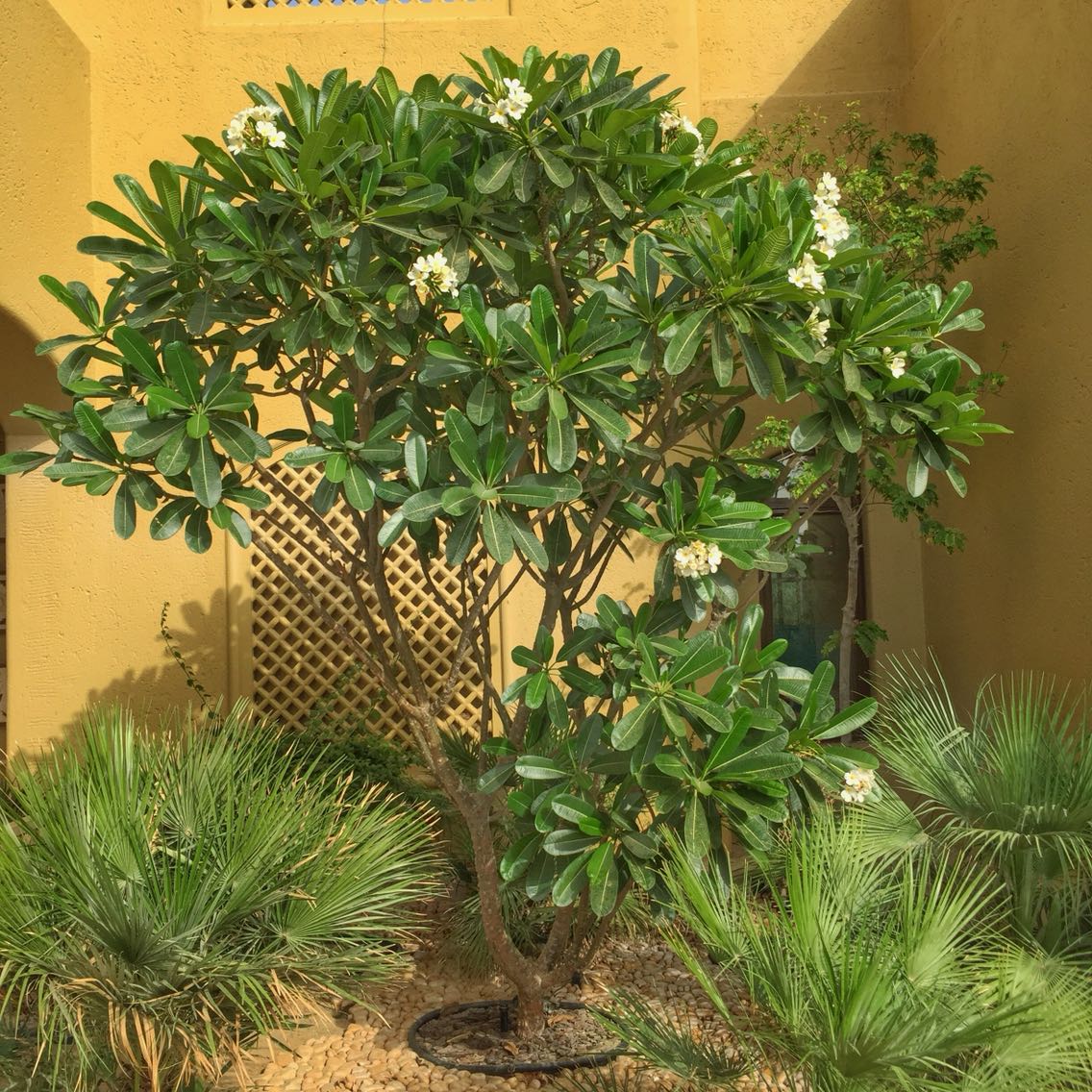PLUMERIA OBTUSA 2" DIA 2-2.5 MTR OAH
