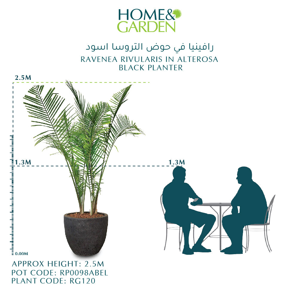 RAVENEA RIVULARIS IN ALTEROSA BLACK CERAMIC POT رافينيا في حوض التروسا اسود