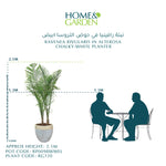 RAVENEA RIVULARIS IN CHALKY-WHITE CERAMIC POT - نبتة رافينيا في حوض التروسا ابيض