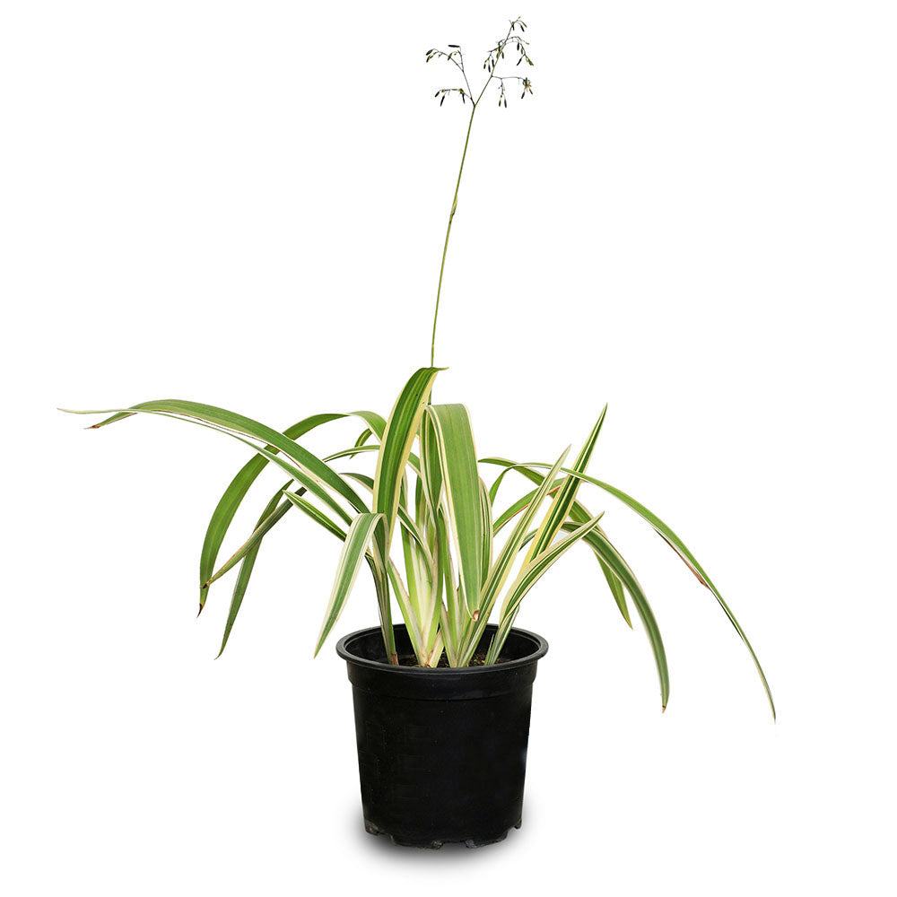 DIANELLA TASMANICA 	دانيلا