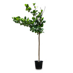 TERMINALIA CATAPPA (INDIAN ALMOND TREE)	- ترميناليا (شجرة اللوز الهندية)