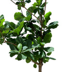 TERMINALIA CATAPPA (INDIAN ALMOND TREE)	- ترميناليا (شجرة اللوز الهندية)