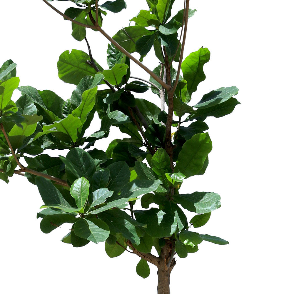 TERMINALIA CATAPPA (INDIAN ALMOND TREE)	- ترميناليا (شجرة اللوز الهندية)