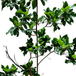 TERMINALIA CATAPPA (INDIAN ALMOND TREE)	- ترميناليا (شجرة اللوز الهندية)