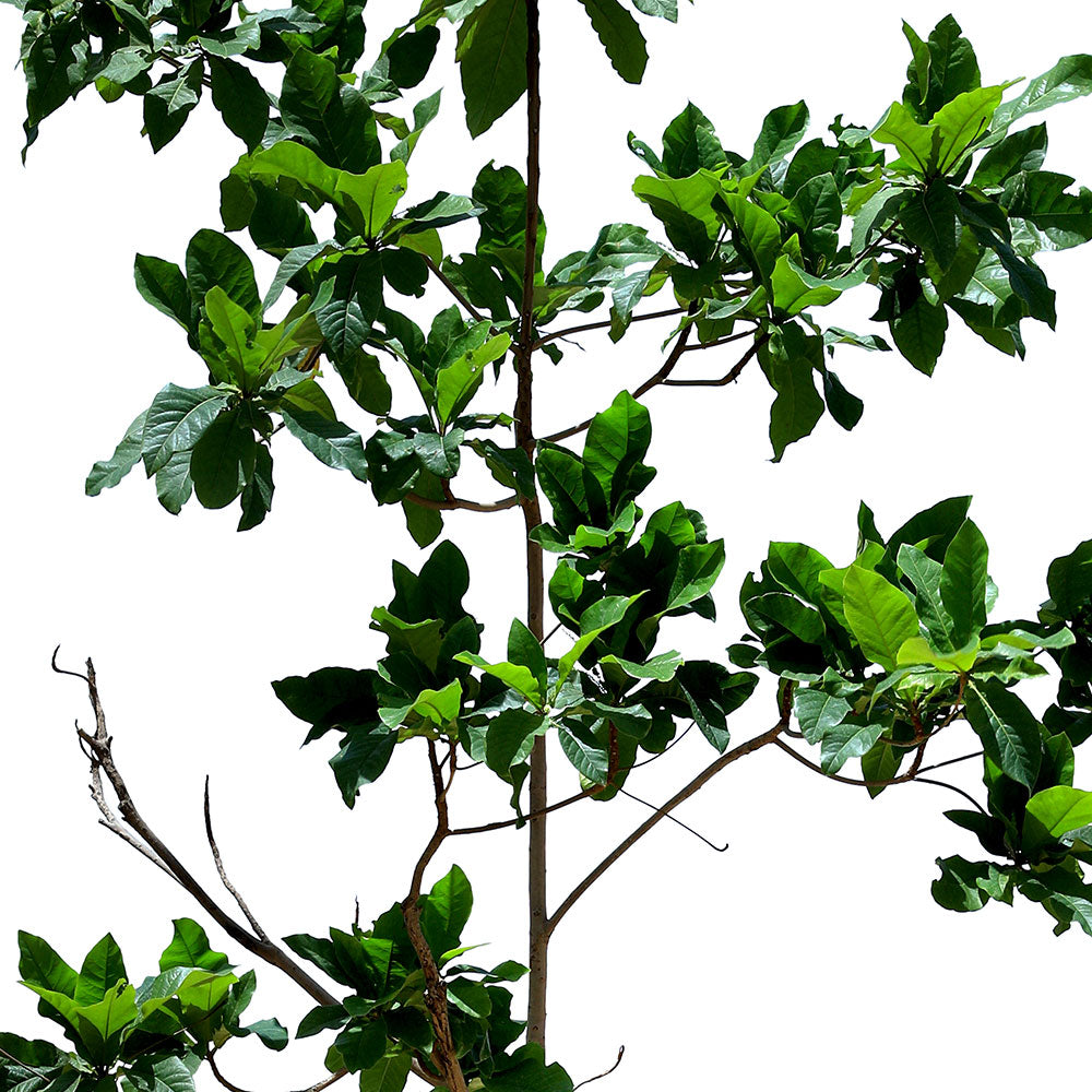 TERMINALIA CATAPPA (INDIAN ALMOND TREE)	- ترميناليا (شجرة اللوز الهندية)
