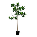 TERMINALIA CATAPPA (INDIAN ALMOND TREE)	- ترميناليا (شجرة اللوز الهندية)