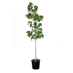 HIBISCUS TILIACEUS VARIEGATED الكركديه التاسوس المتنوع