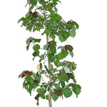 HIBISCUS TILIACEUS VARIEGATED الكركديه التاسوس المتنوع