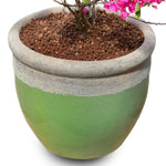 BOUGAINVILLEA MESCOLARE IN BREVES WHITE-GREEN CERAMIC POT - جهنمية ميسكولر في حوض بريف الأبيض والأخضر