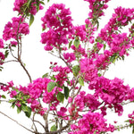 BOUGAINVILLEA MESCOLARE IN BREVES WHITE-GREEN CERAMIC POT - جهنمية ميسكولر في حوض بريف الأبيض والأخضر