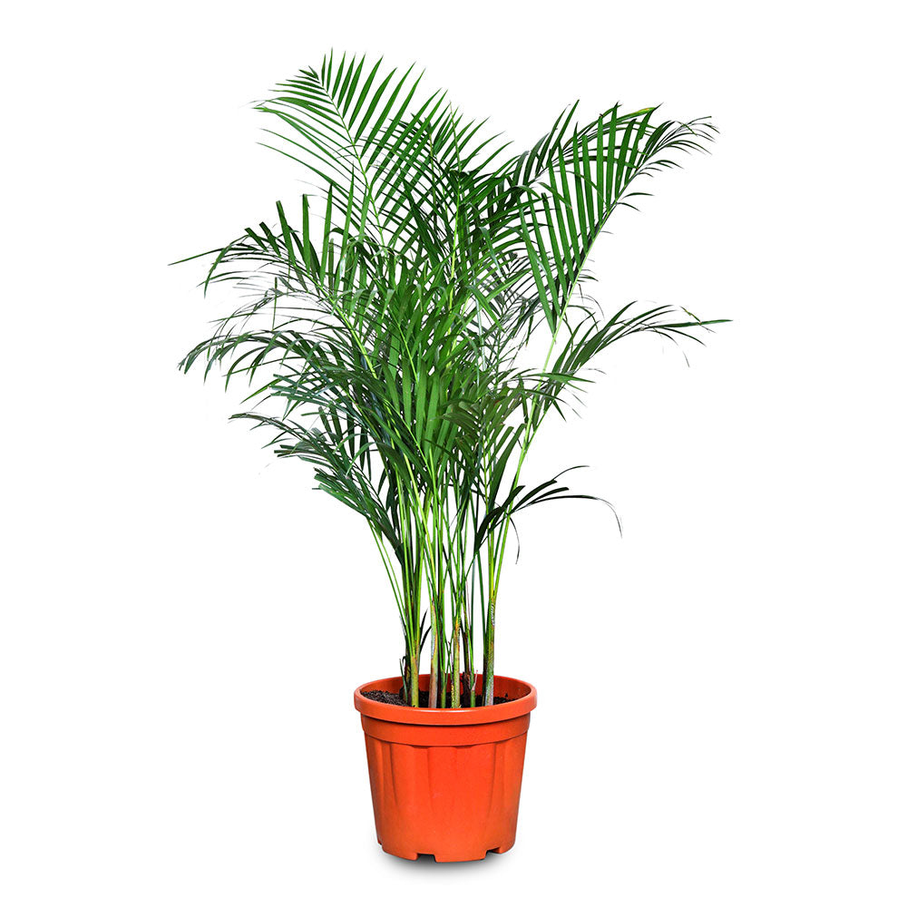 CHRYSALIDOCARPUS LUTESCENS (ARECA PALM) أريكا