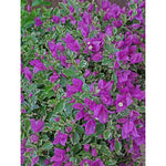 BOUGAINVILLEA ROMA جهنمية (مجنونة)