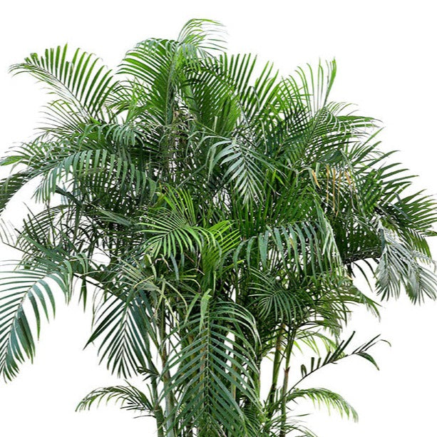 CHRYSALIDOCARPUS LUTESCENS (ARECA PALM) أريكا