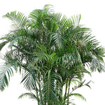 CHRYSALIDOCARPUS LUTESCENS (ARECA PALM) أريكا