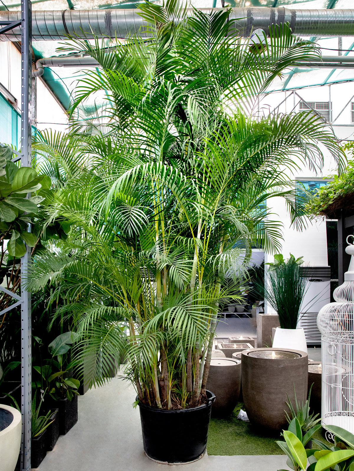 CHRYSALIDOCARPUS LUTESCENS (ARECA PALM) أريكا