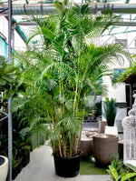 CHRYSALIDOCARPUS LUTESCENS (ARECA PALM) أريكا