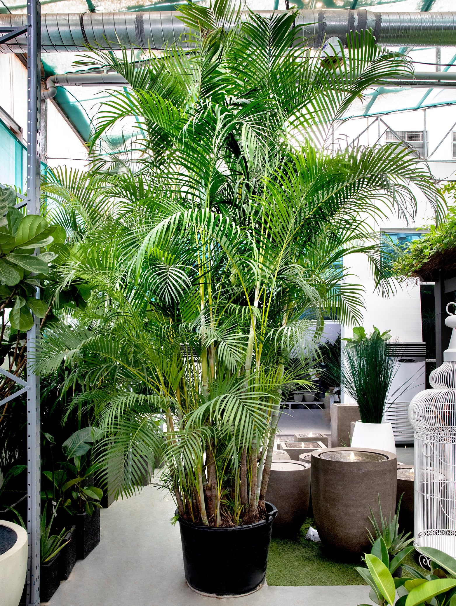 CHRYSALIDOCARPUS LUTESCENS (ARECA PALM) أريكا