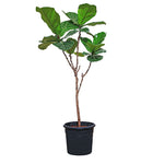 FICUS LYRATA PLANT - نبات فيكس ليراتا