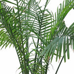 RAVENEA RIVULARIS H150-200CM رافينيا ريفولاريس