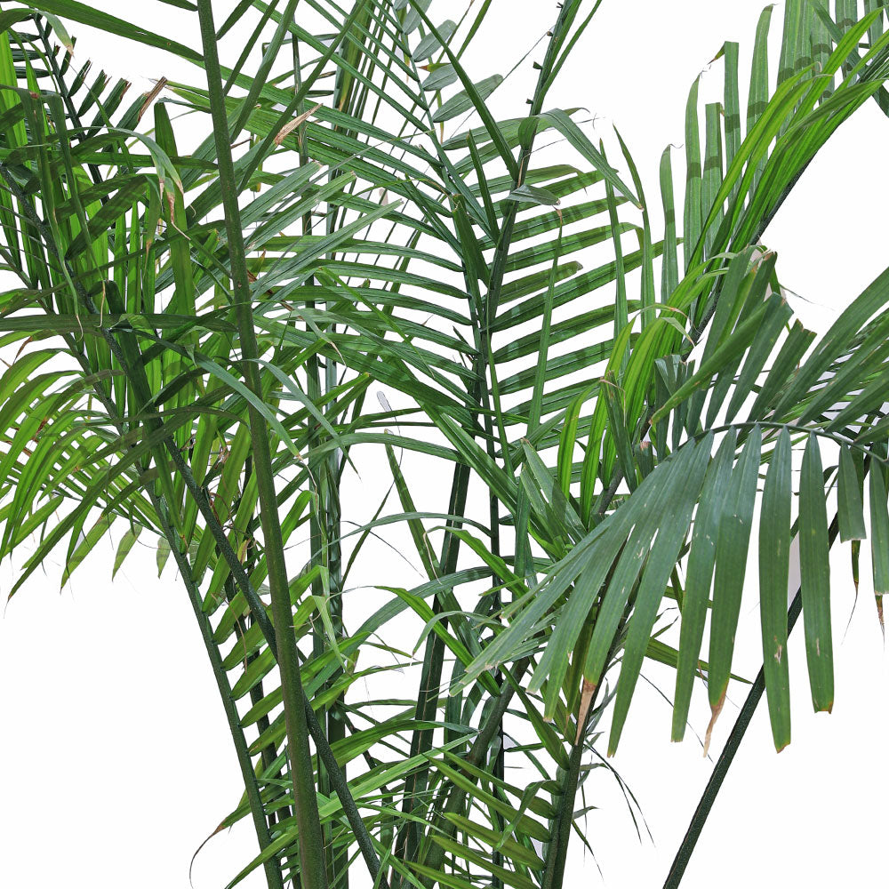 RAVENEA RIVULARIS H150-200CM رافينيا ريفولاريس
