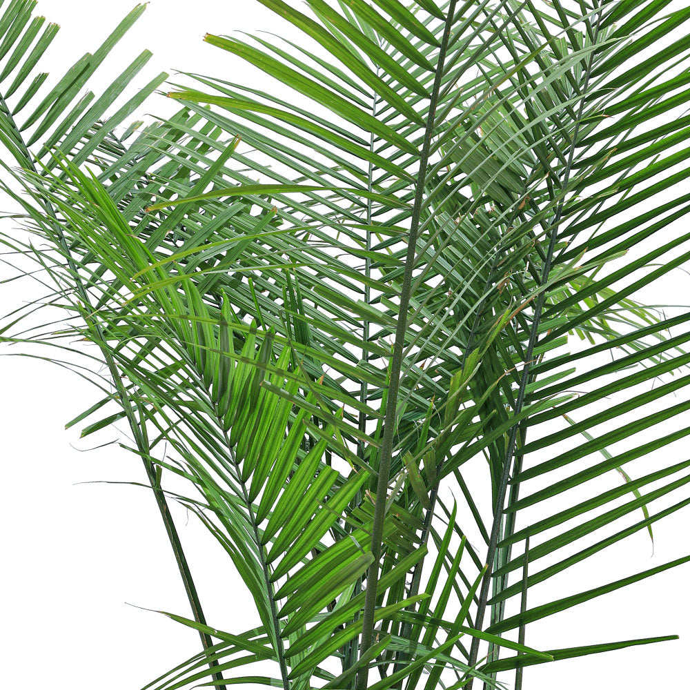 RAVENEA RIVULARIS H150-200CM رافينيا ريفولاريس