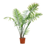 RAVENEA RIVULARIS H150-200CM رافينيا ريفولاريس