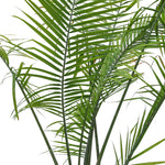 RAVENEA RIVULARIS H150-200CM رافينيا ريفولاريس