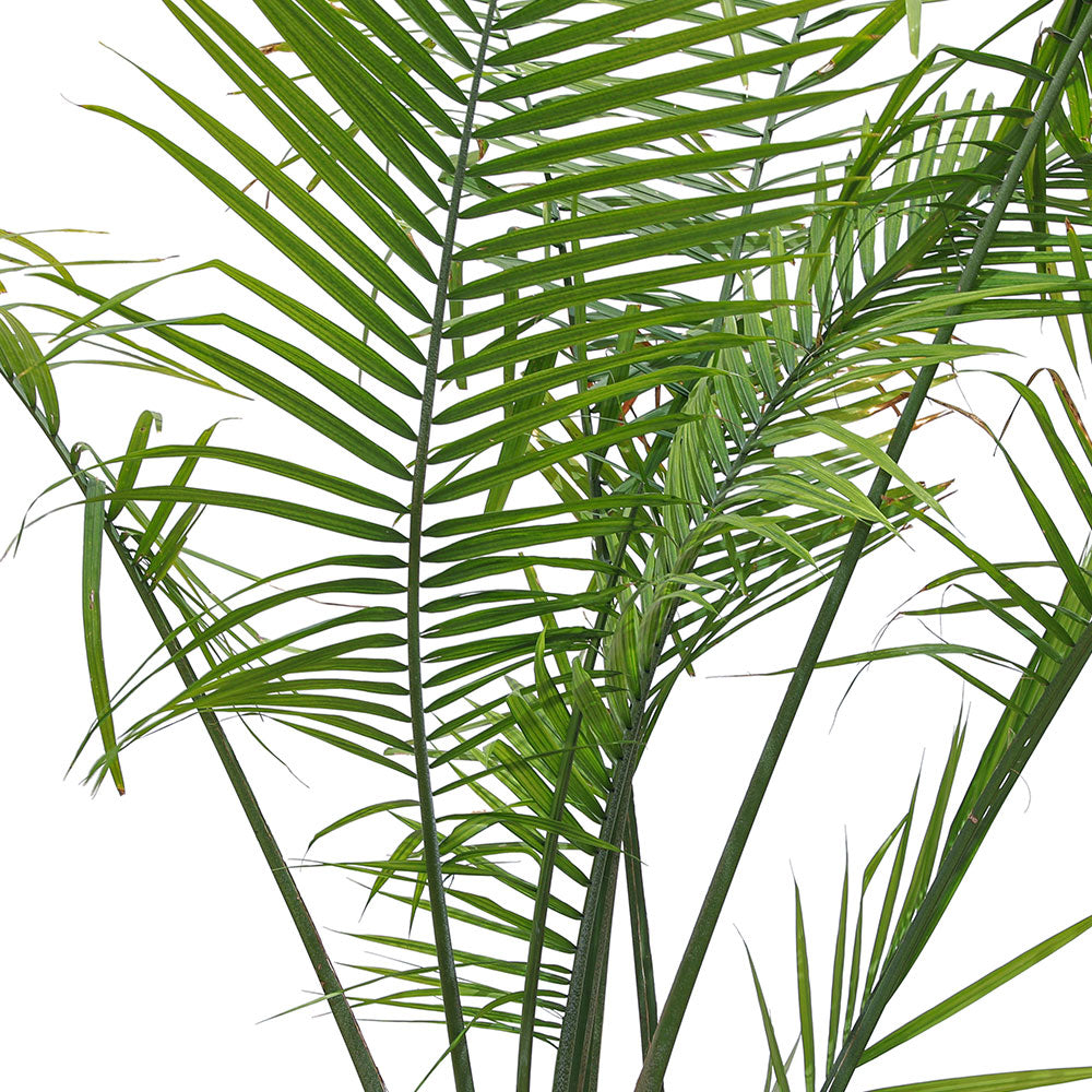 RAVENEA RIVULARIS H150-200CM رافينيا ريفولاريس