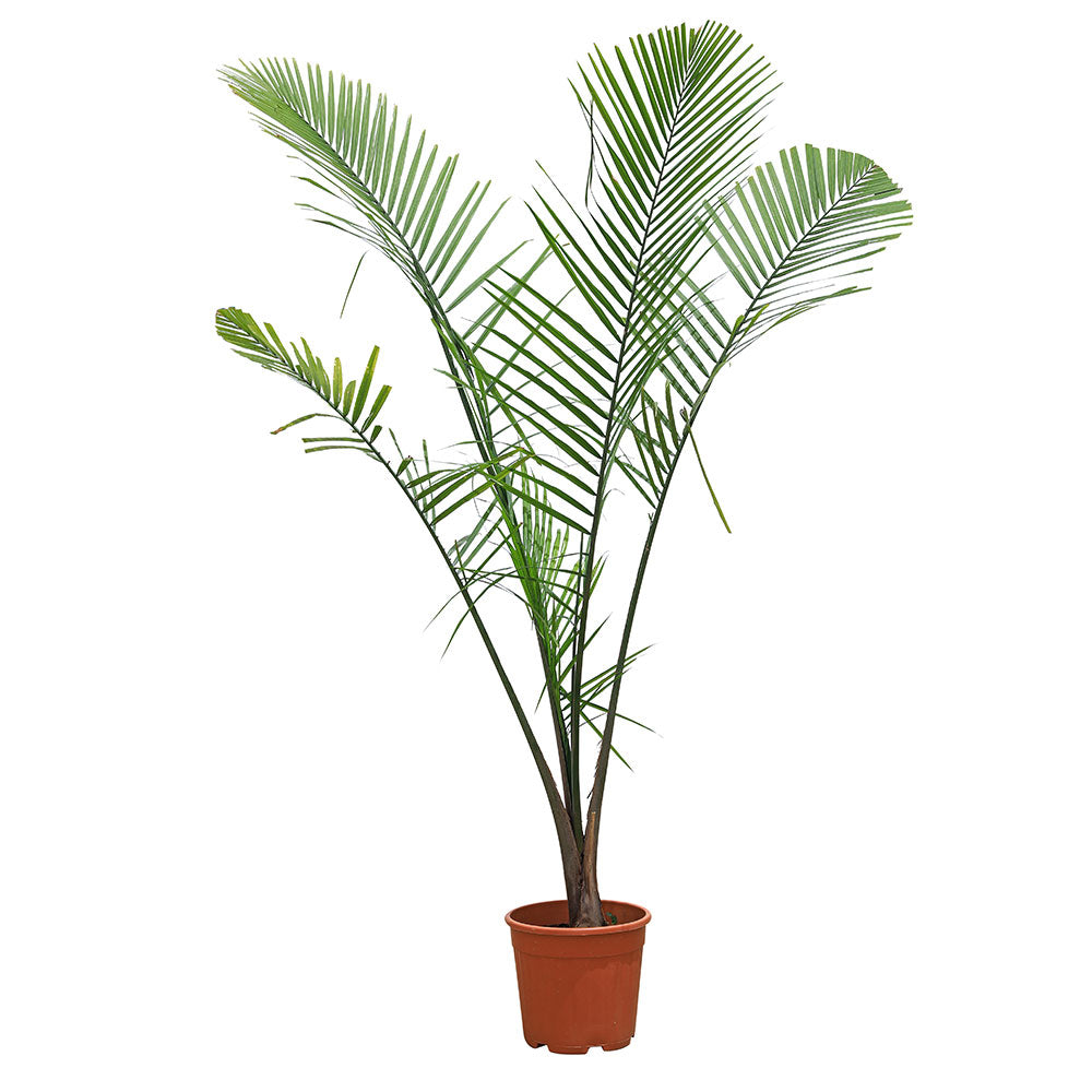 RAVENEA RIVULARIS H150-200CM رافينيا ريفولاريس