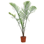 RAVENEA RIVULARIS H150-200CM رافينيا ريفولاريس