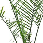 RAVENEA RIVULARIS H150-200CM رافينيا ريفولاريس