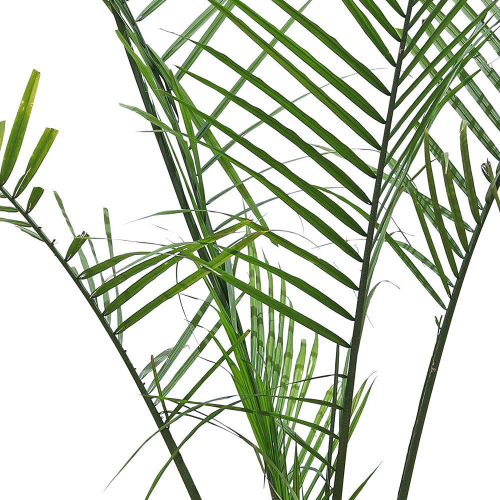 RAVENEA RIVULARIS H150-200CM رافينيا ريفولاريس
